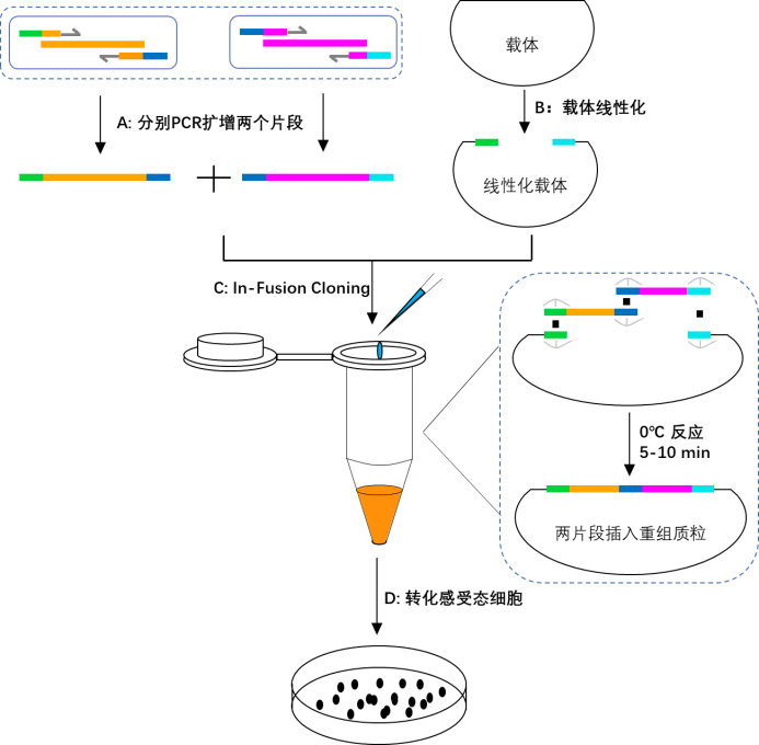 DNA Ligase 2 × In-Fusion Cloning Mix Molecular Biology Reactivo