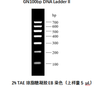 Marcador de electroforesis de ácido nucleico de la escalera de ADN de GN100BP