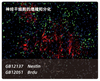 TSA Fluorescencia Kit de tinción doble Tiramida Amplificación de señal de inmunofluorescencia Reactivo